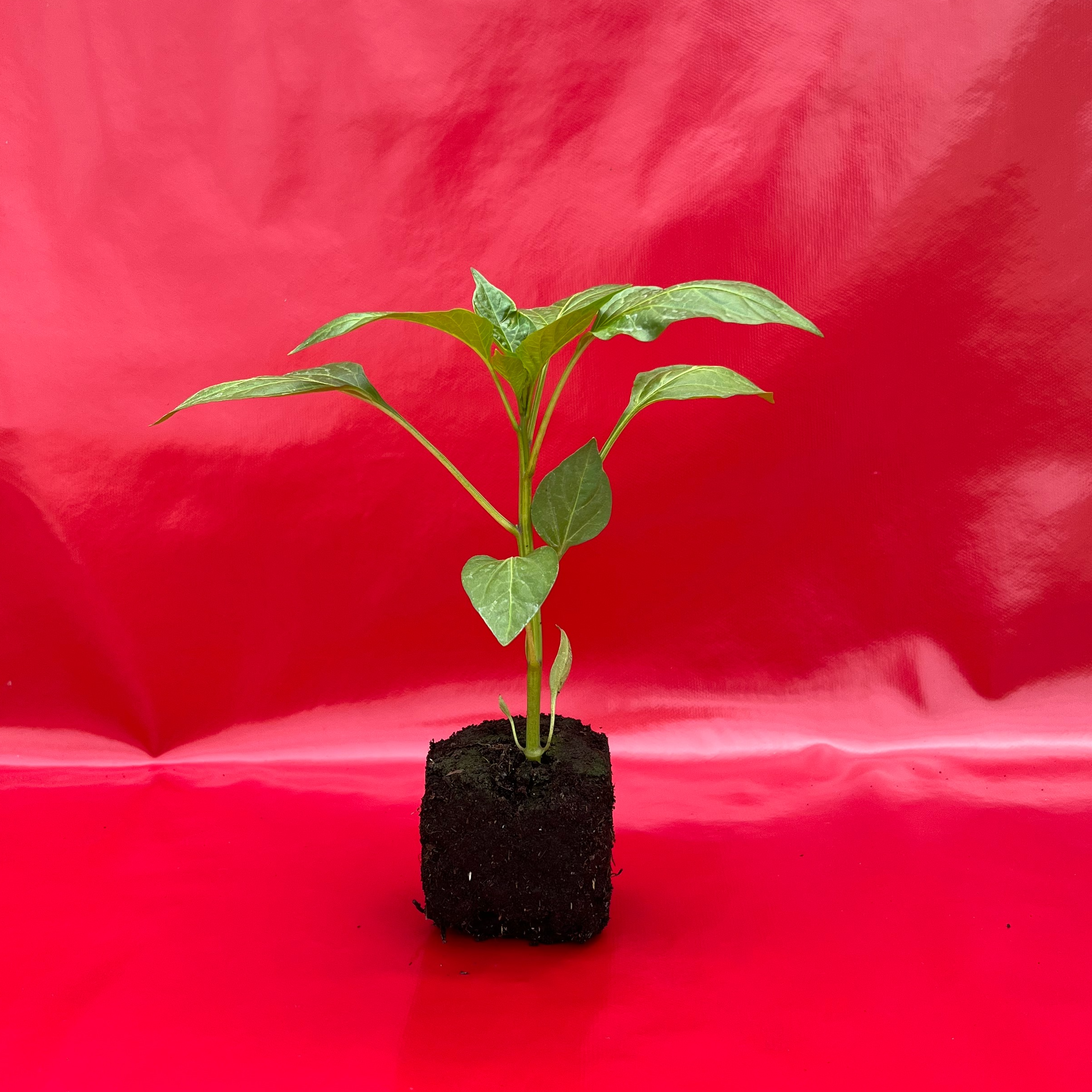 Plant Poivron Carré Jaune - 250g