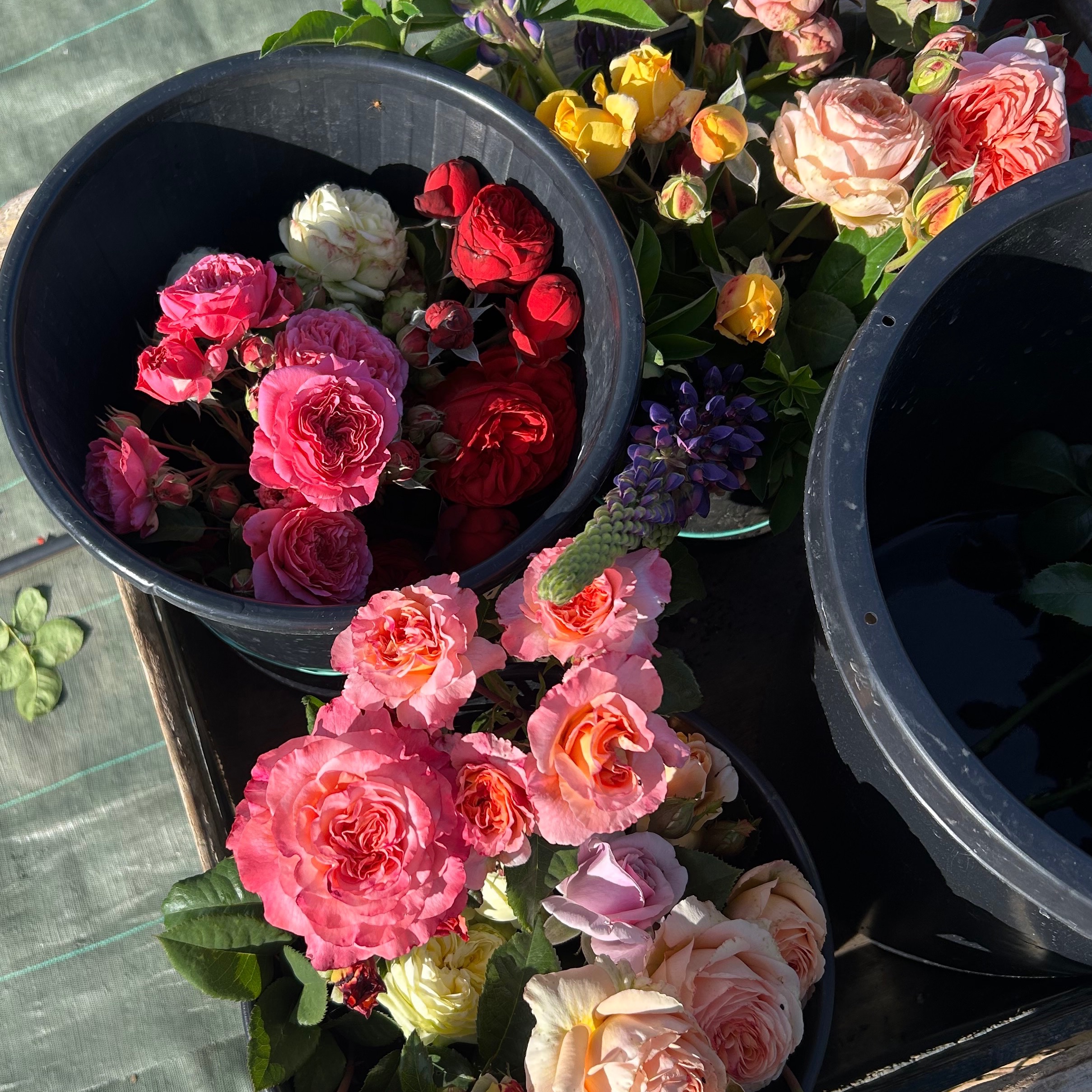 Roses de jardin (à l’unité)
