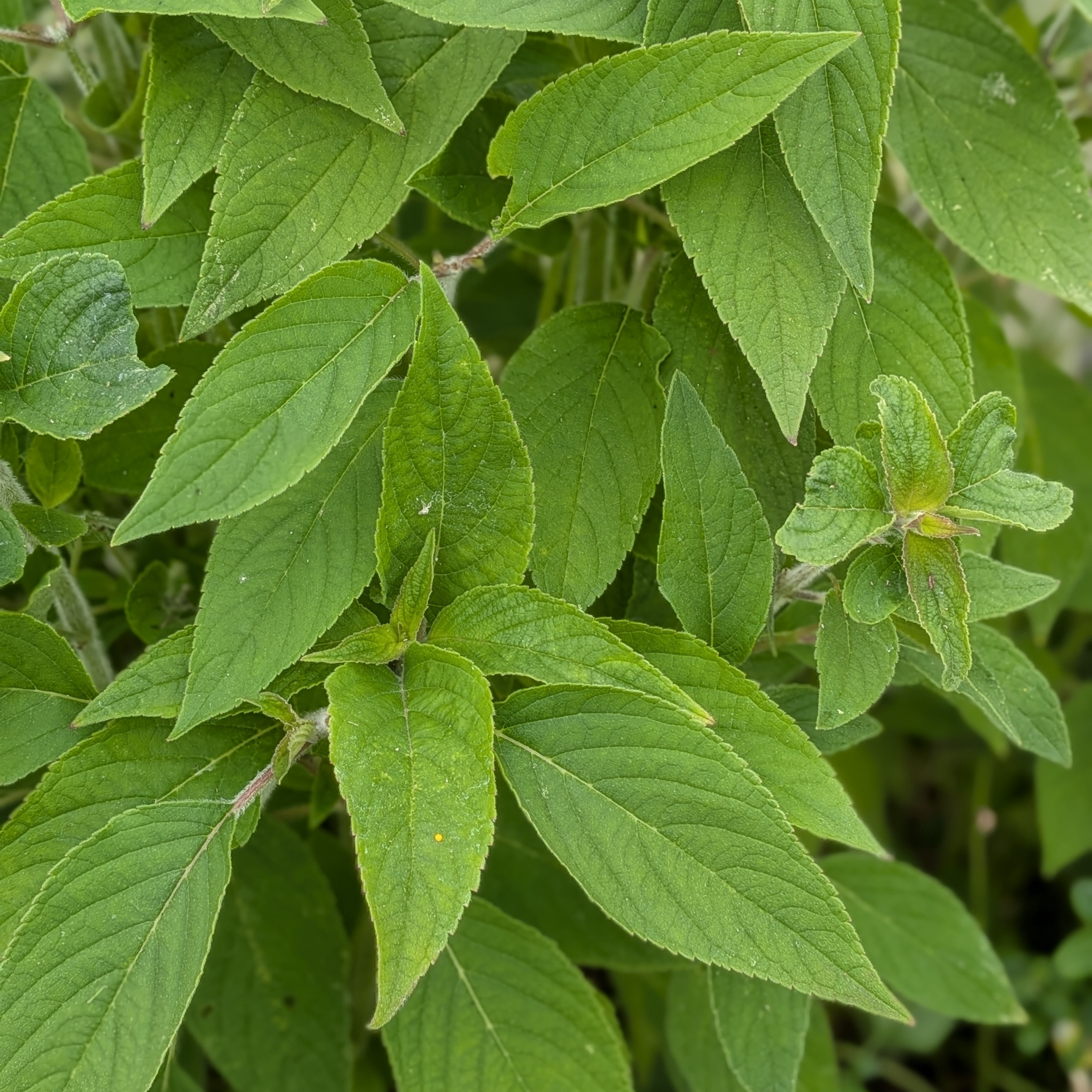 Feuilles de Sauge Ananas - 20g