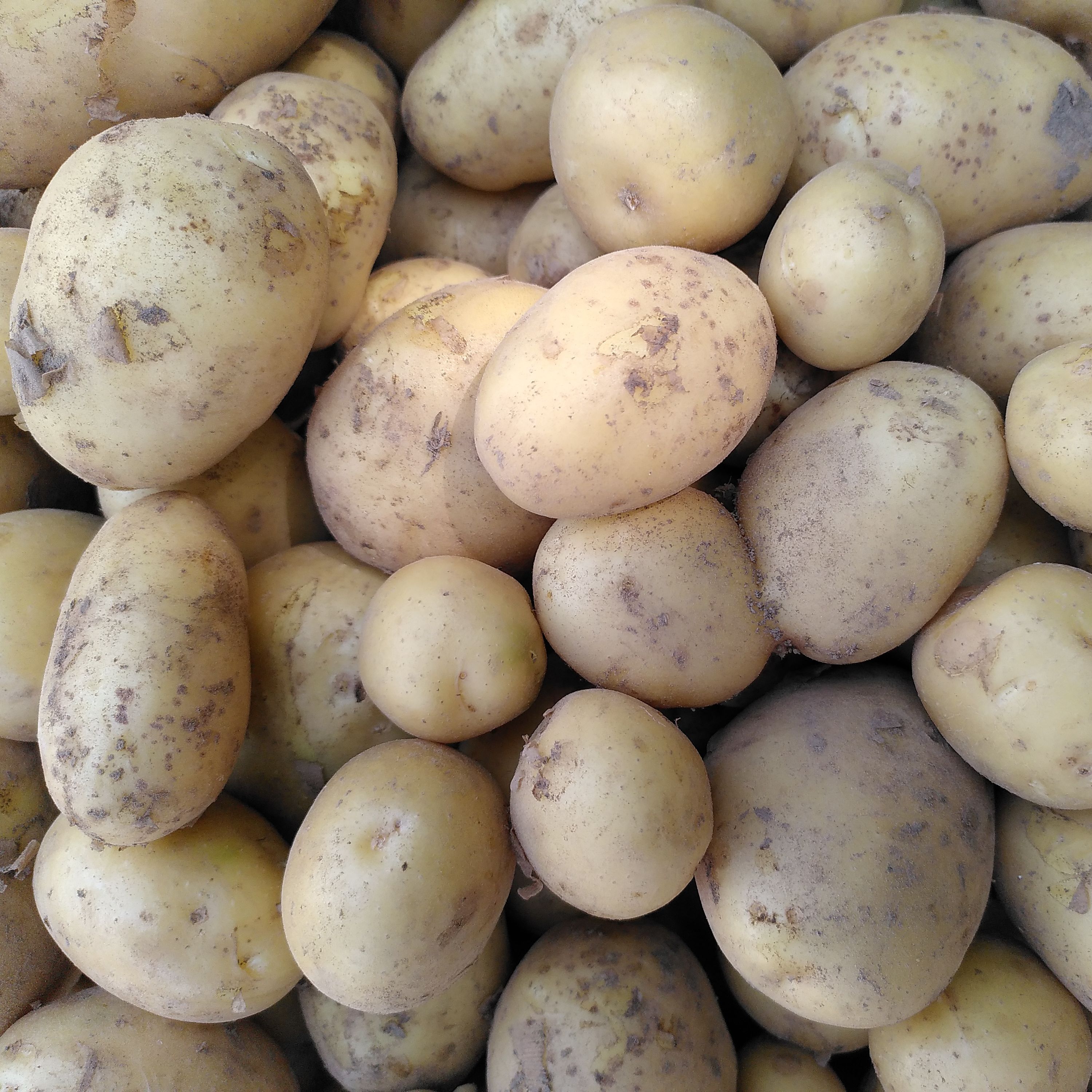 Pommes de terre à chair ferme