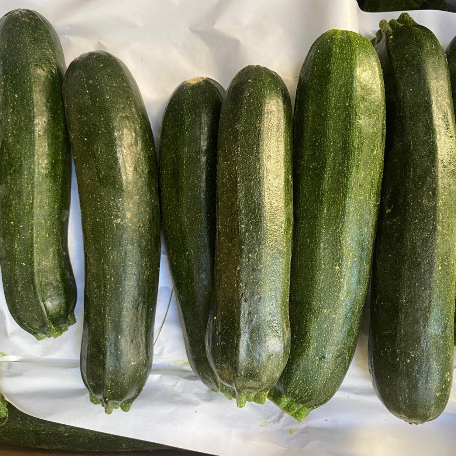 Courgette verte Sillery