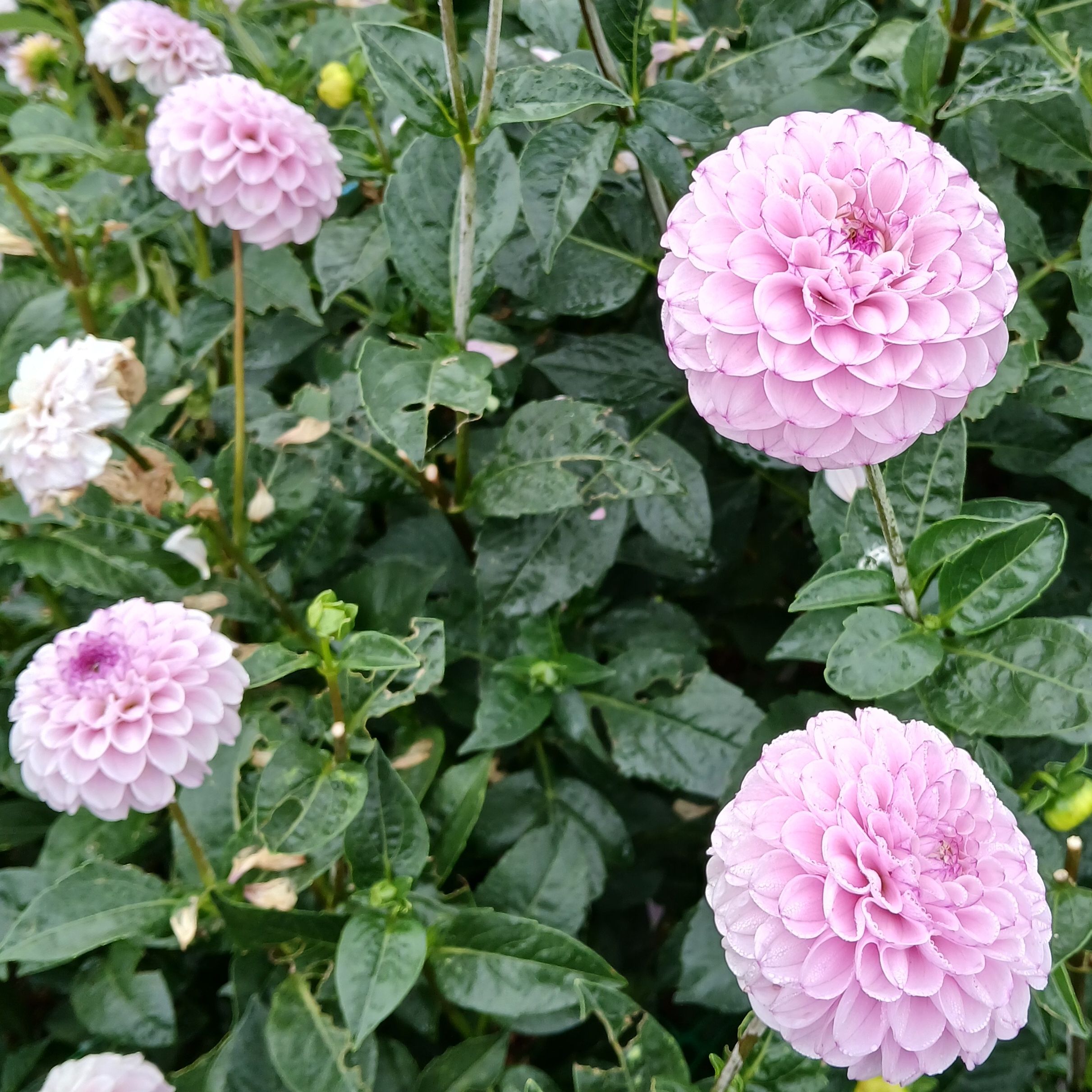 Dahlias genova x5