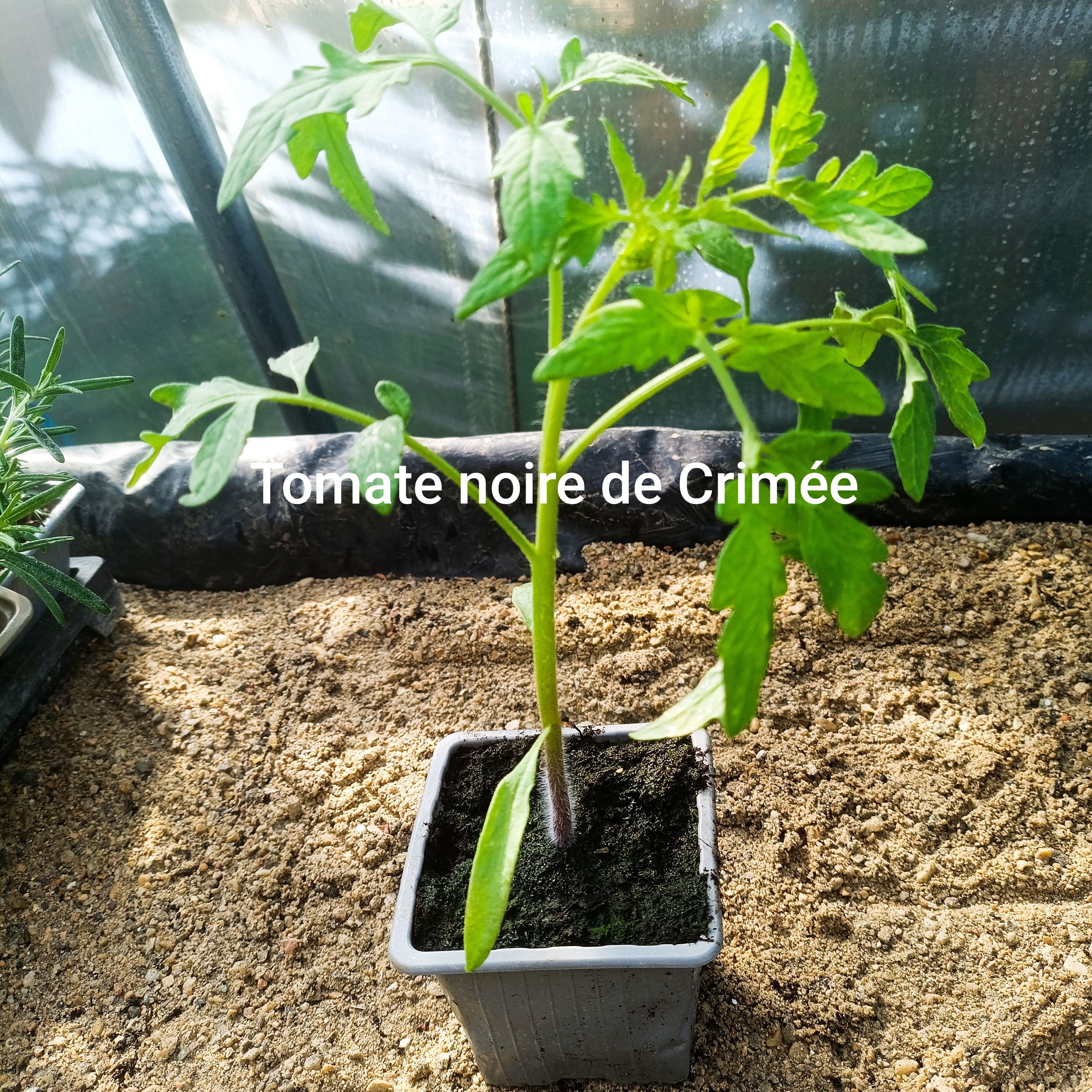 Plant tomate  - noire de crimée