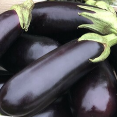 Aubergines violettes