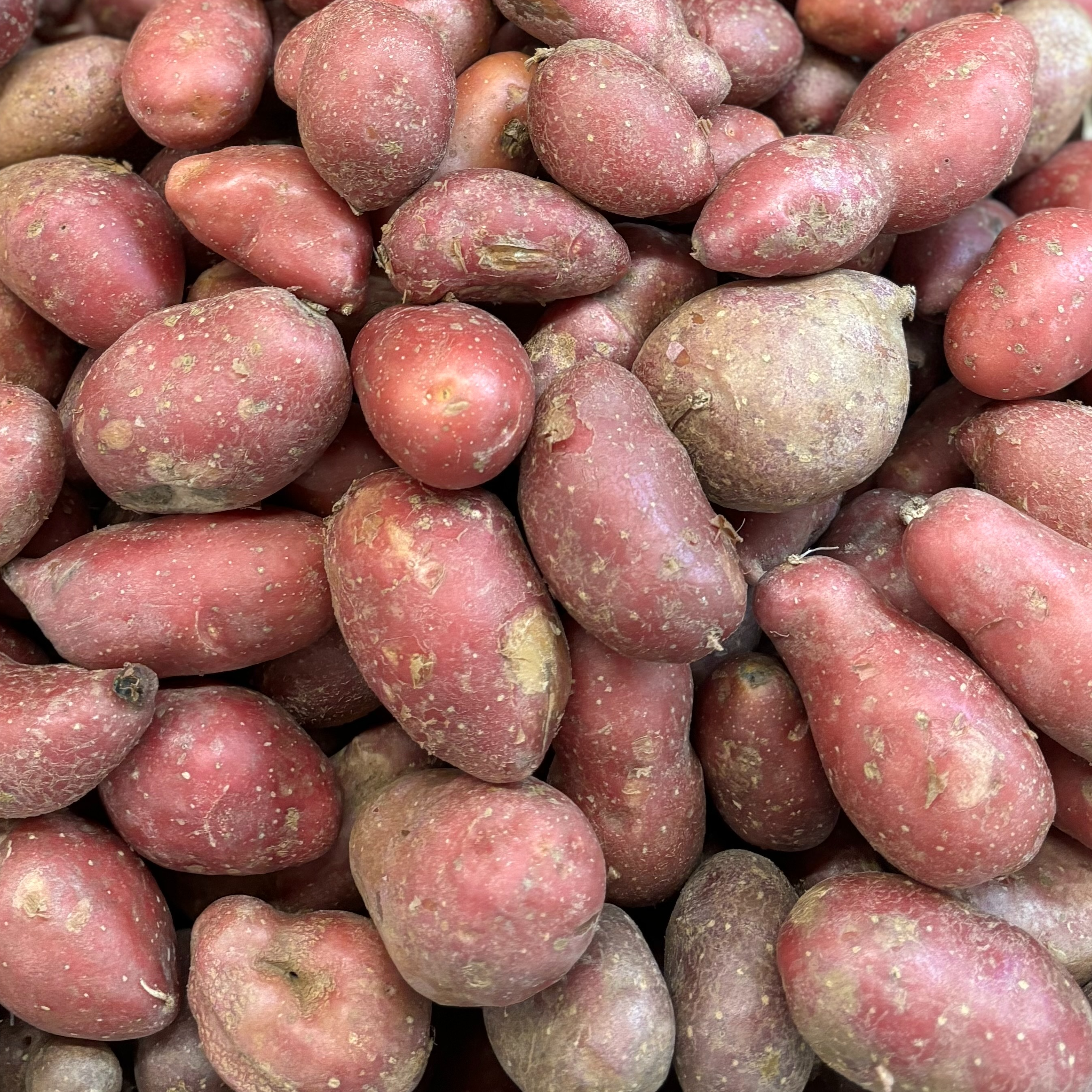 Pomme de terre "Cheyenne" Bio