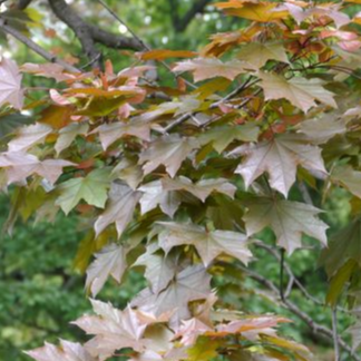 Erable plane pourpre - Acer platanoïdes "Royal Red"