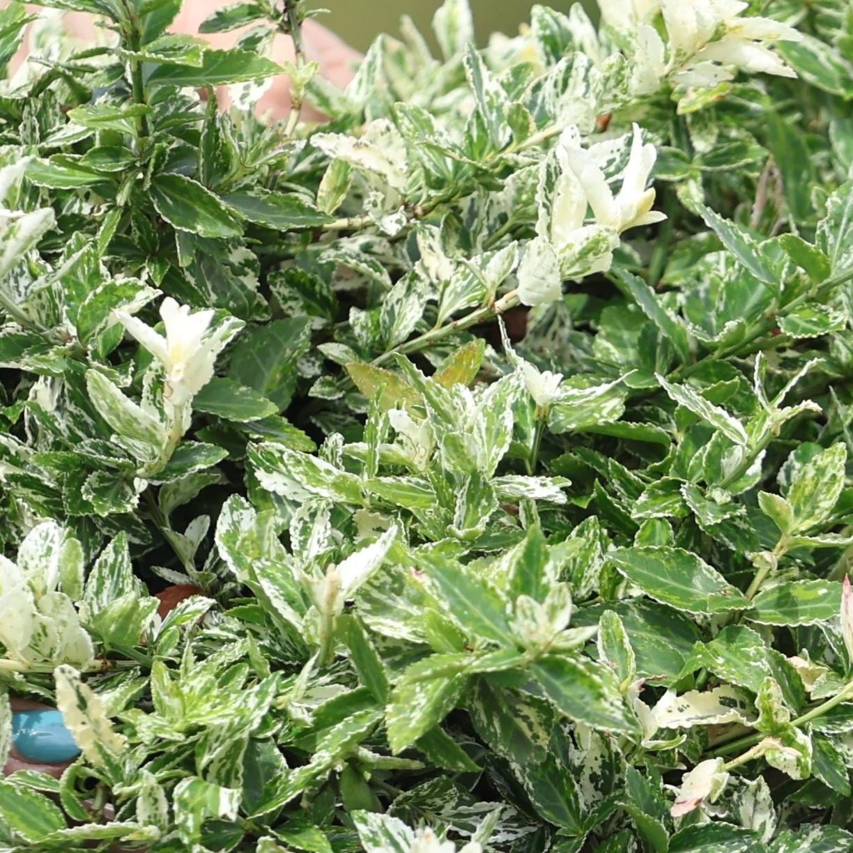 Fusain nain panaché - Euonymus fortunei "Harlequin"