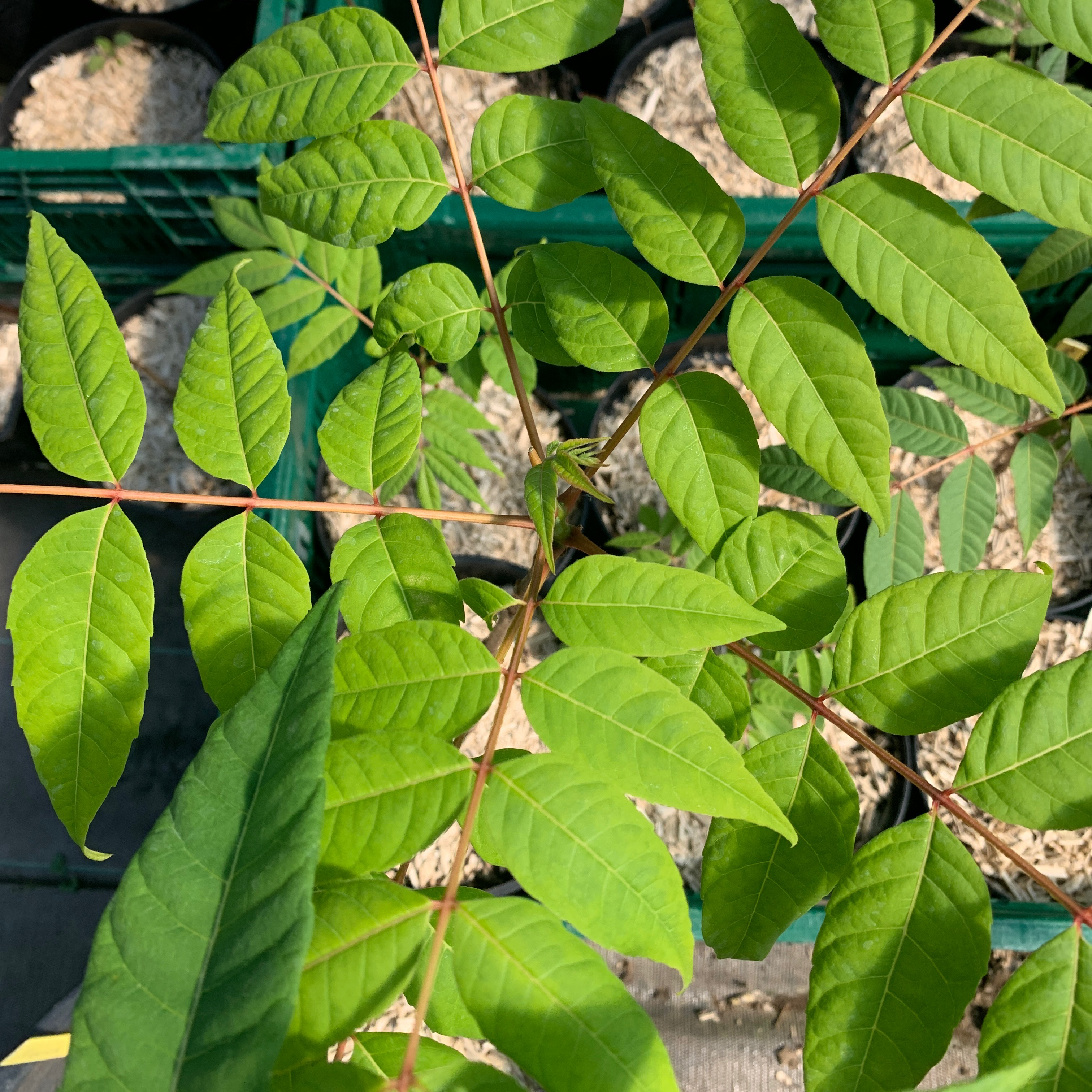 Arbre salade / Cédrèle de Chine - pot 2L