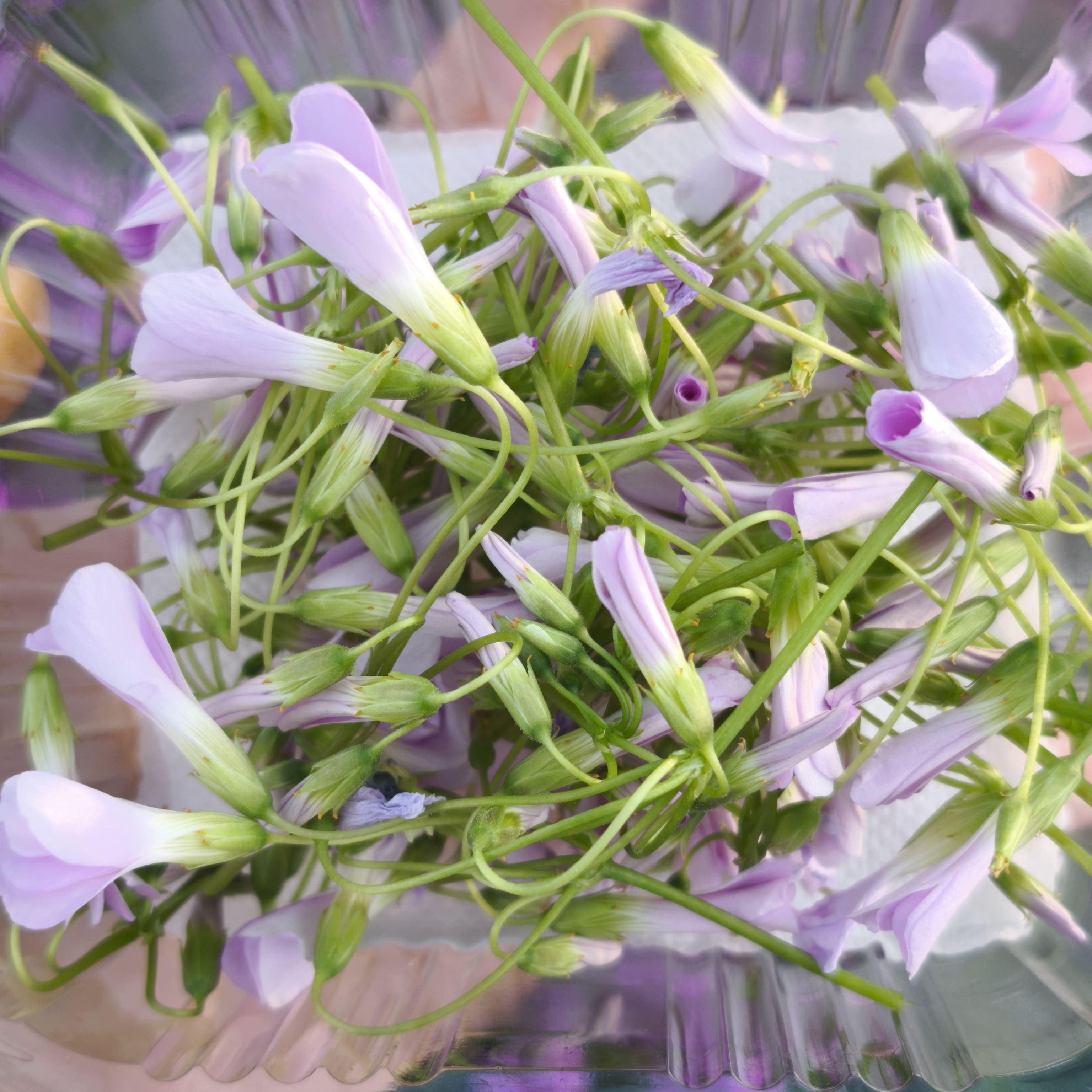 Oxalis rose x30F