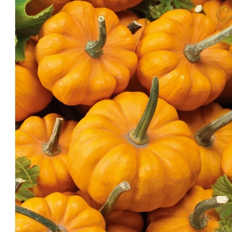 Courges Jack be little