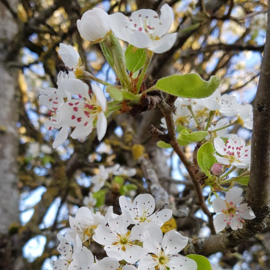 Porte greffe Poirier 'Kirschensaller' Racines nues