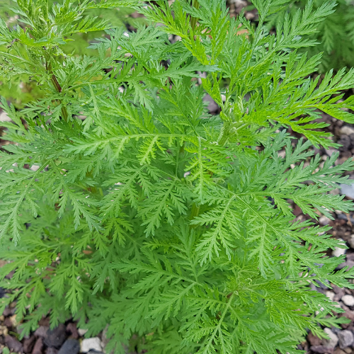 ARMOISE ANNUELLE Bio