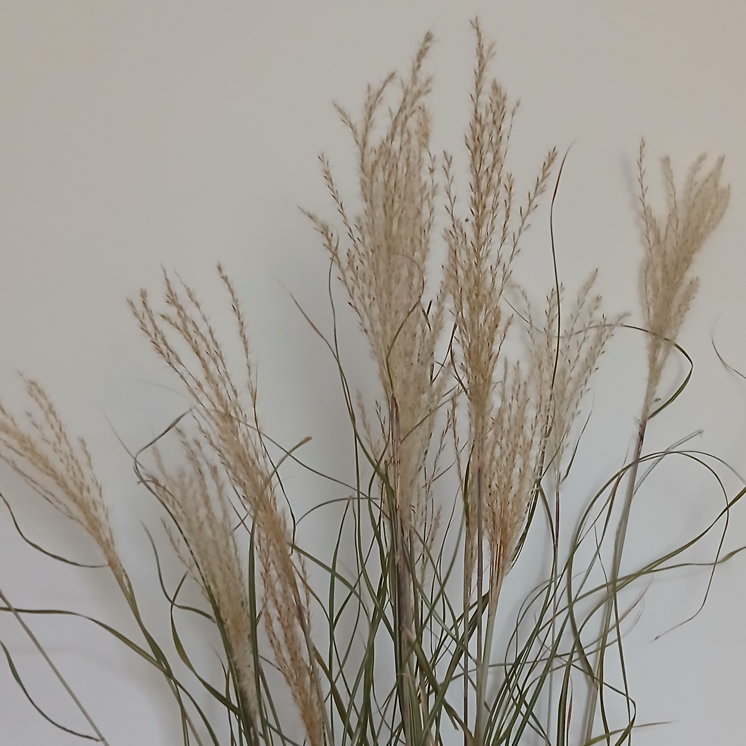 Miscanthus