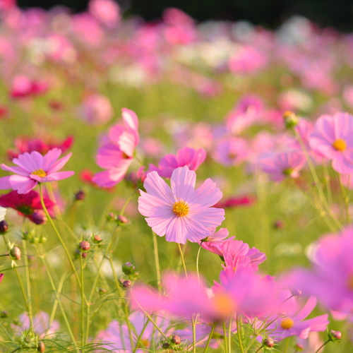 COSMOS SENSATION Bio