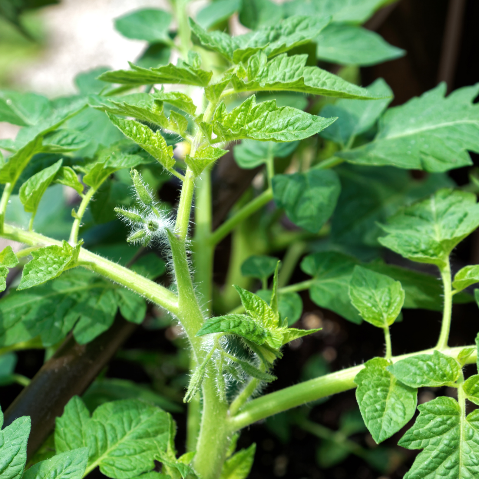 Plant de tomate Coeur de boeuf