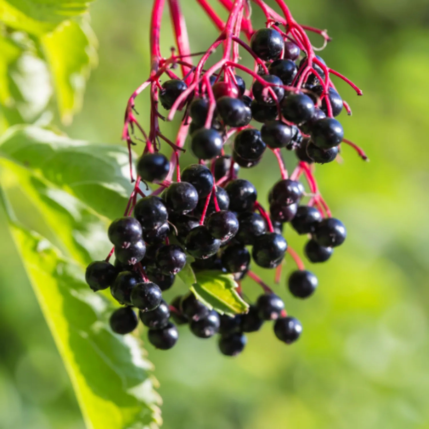 SUREAU À FRUITS NOIRS P Bio