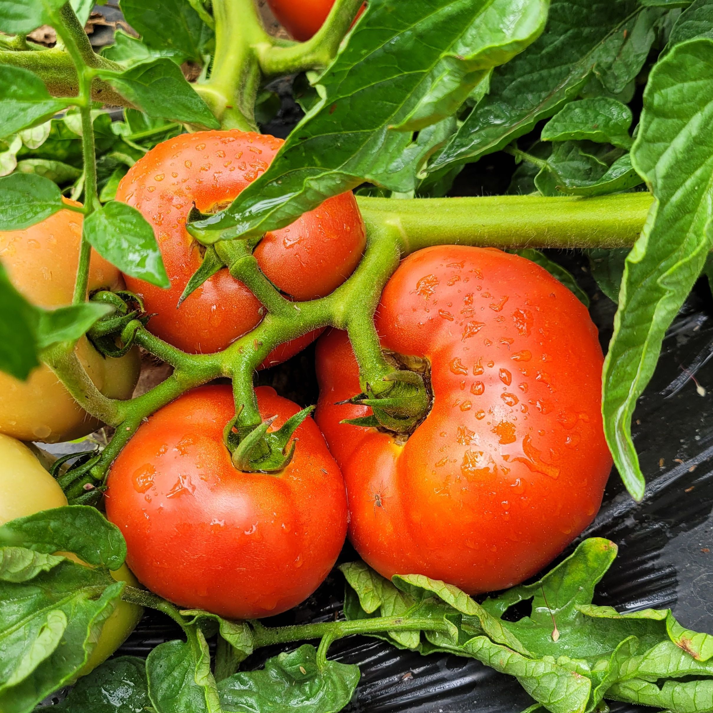 TOMATE