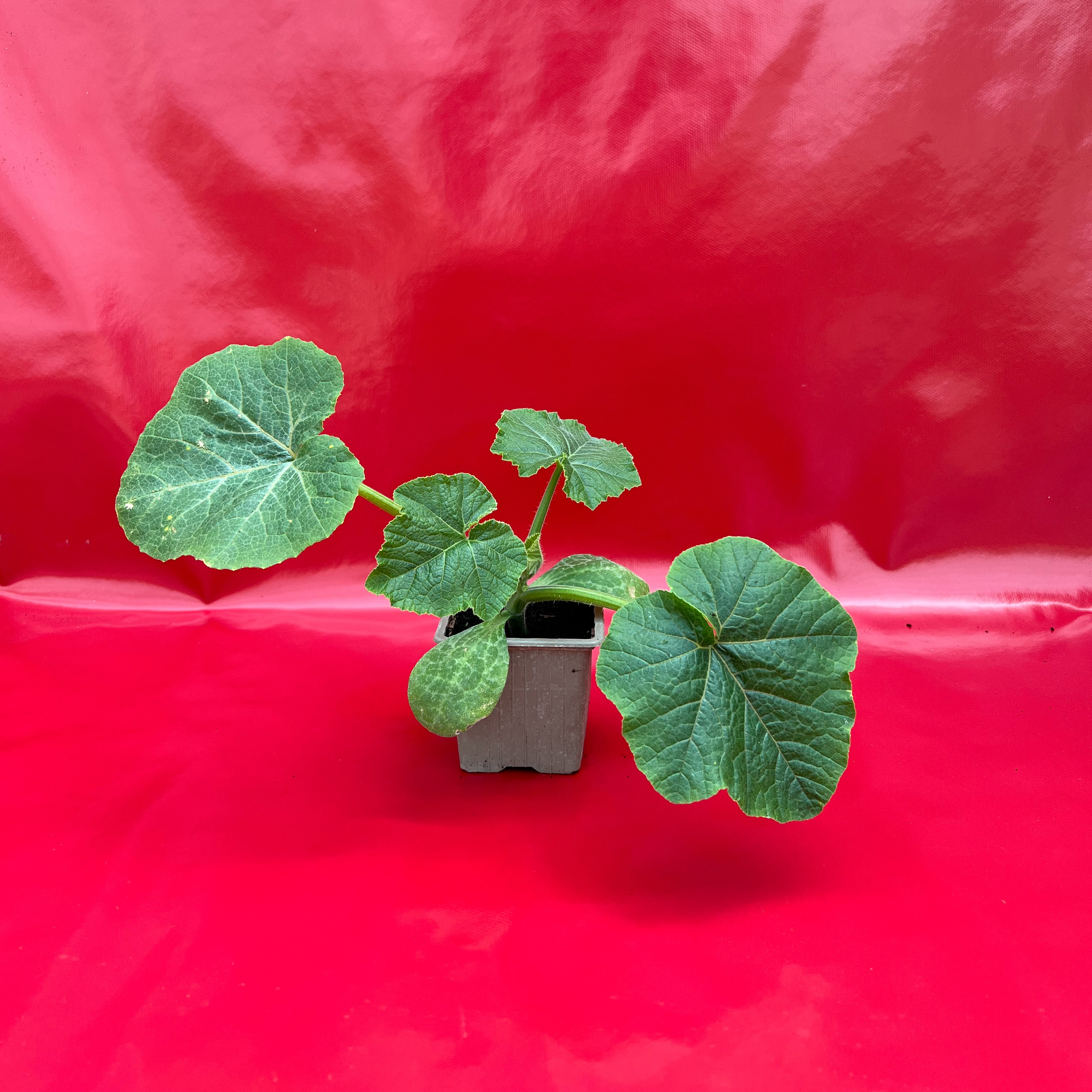 Plant Jack Be Little - 150g