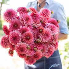 Tubercule - Dahlia Salmon Runner