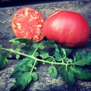 Plant de tomate Grégory Altaï