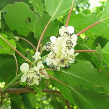 Kiwi (Actinidia arguta) 'Weiki' femelle
