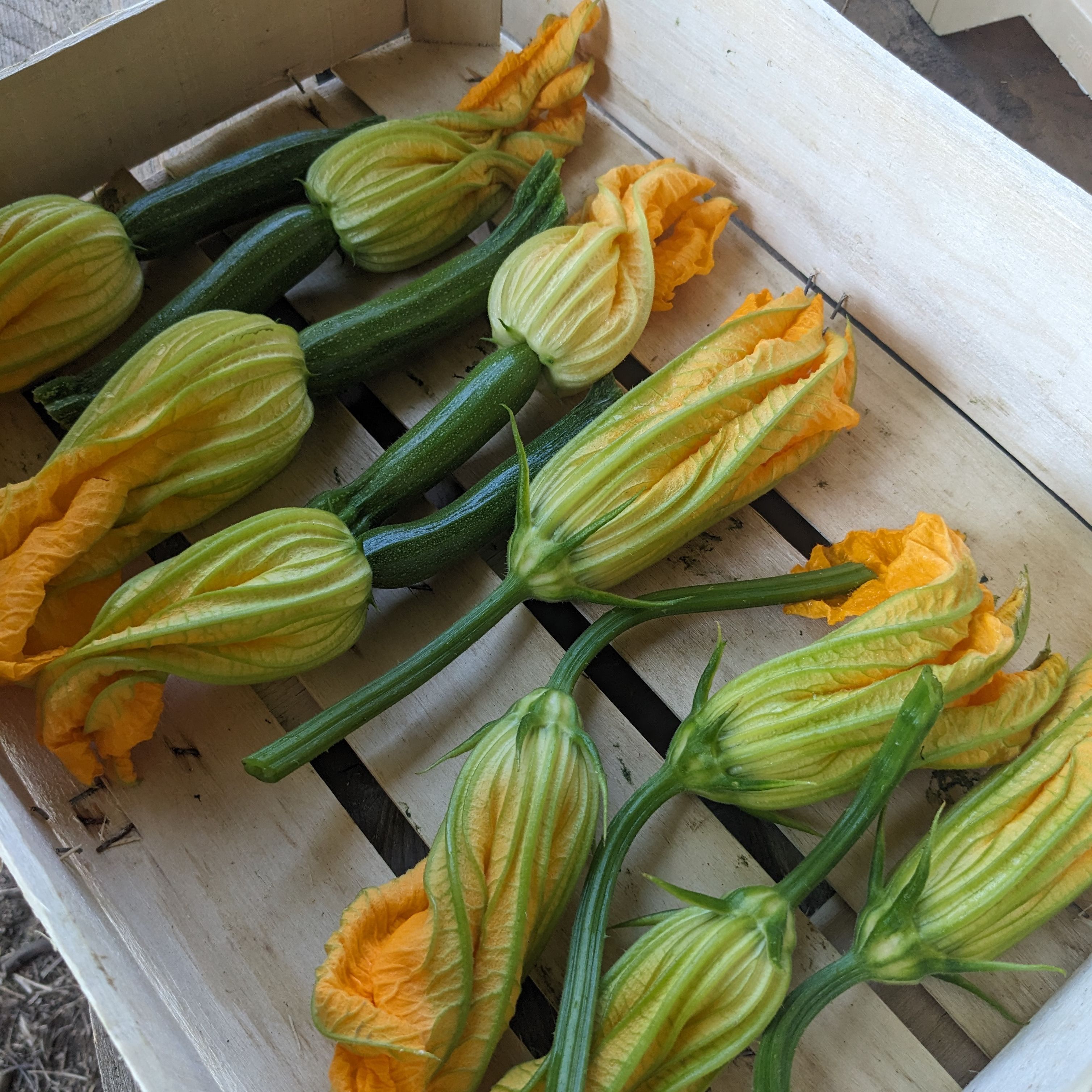 Fleur de courgettes
