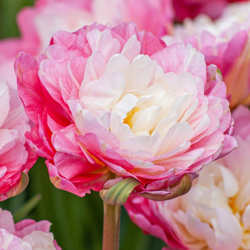 Bulbes Double Sugar - 220g