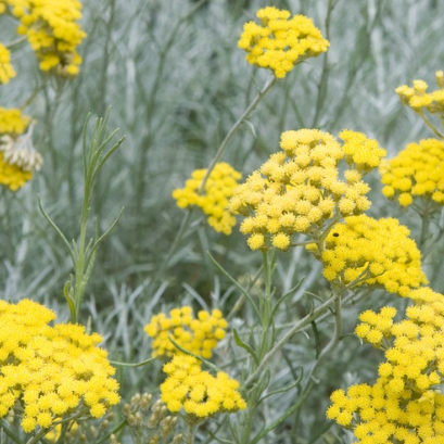 Plante à curry/ Helychrisum italicum (AB) - 1l