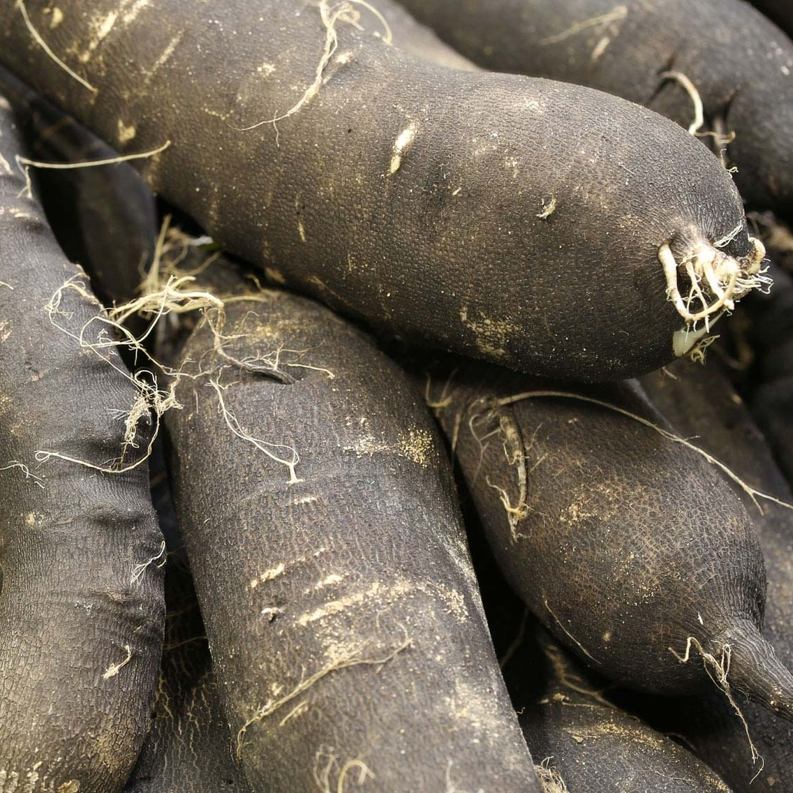 Radis noir Bio (environs 300g) - 300g