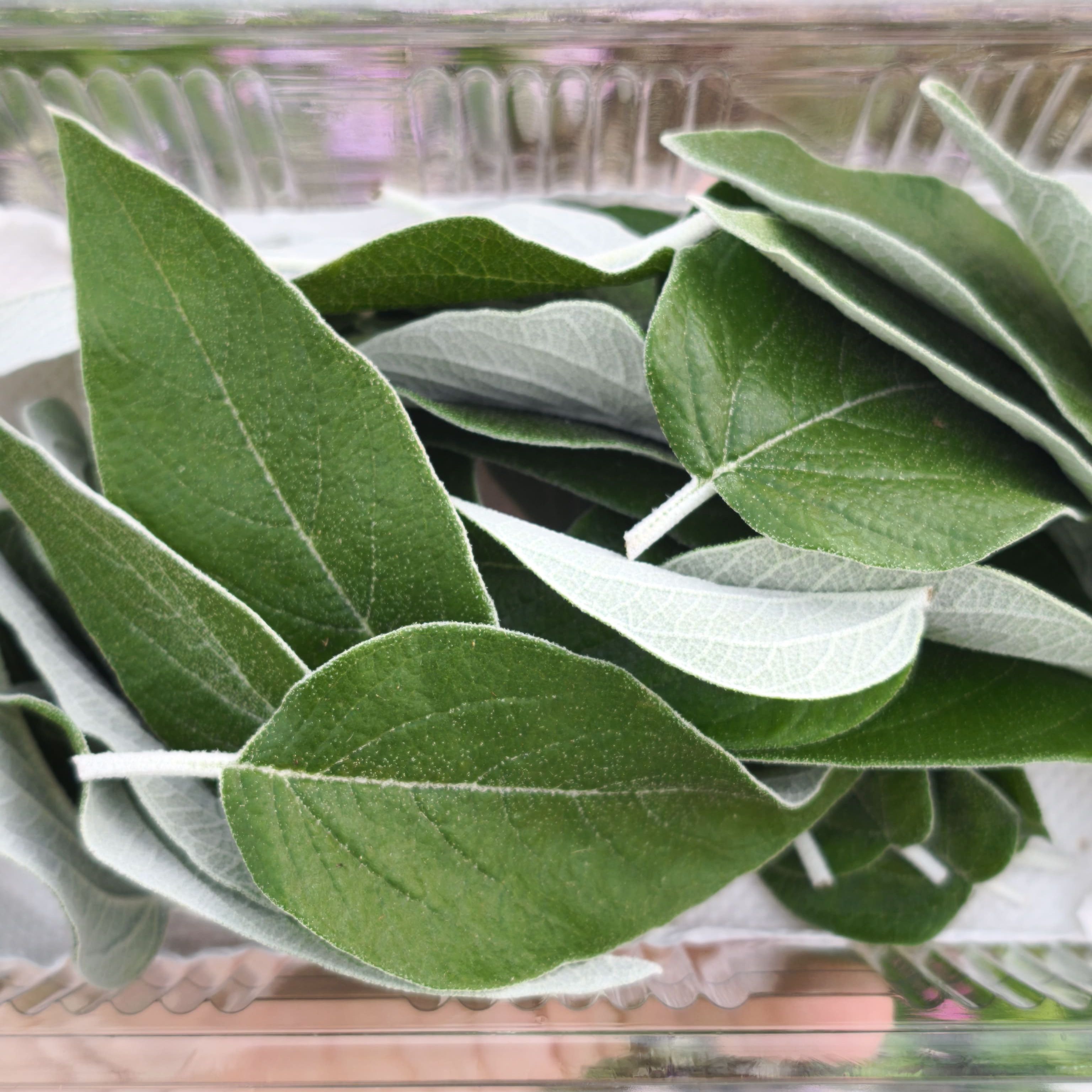 Sauge cassis (grandes feuilles) x20F