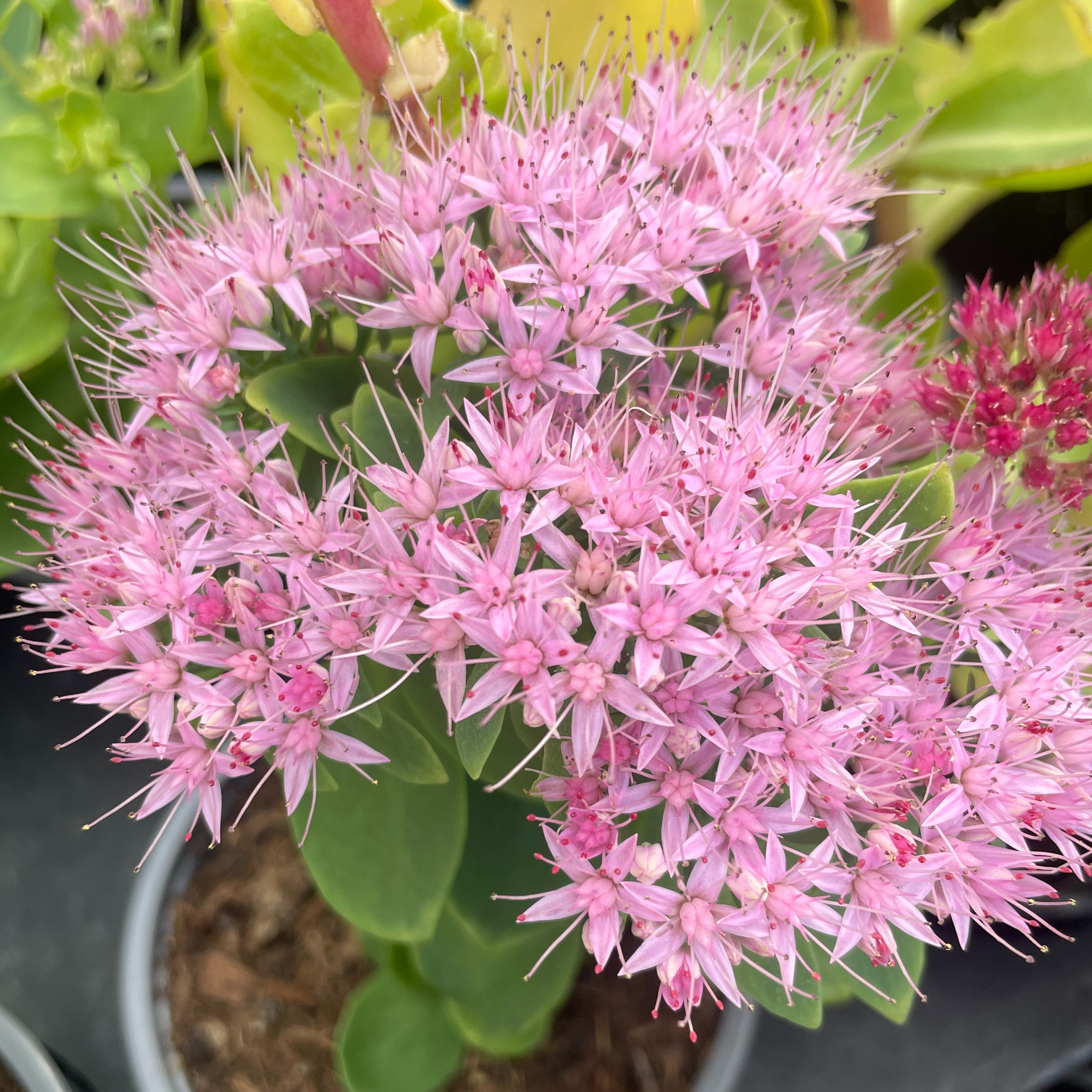 Sedum 'Brillant'