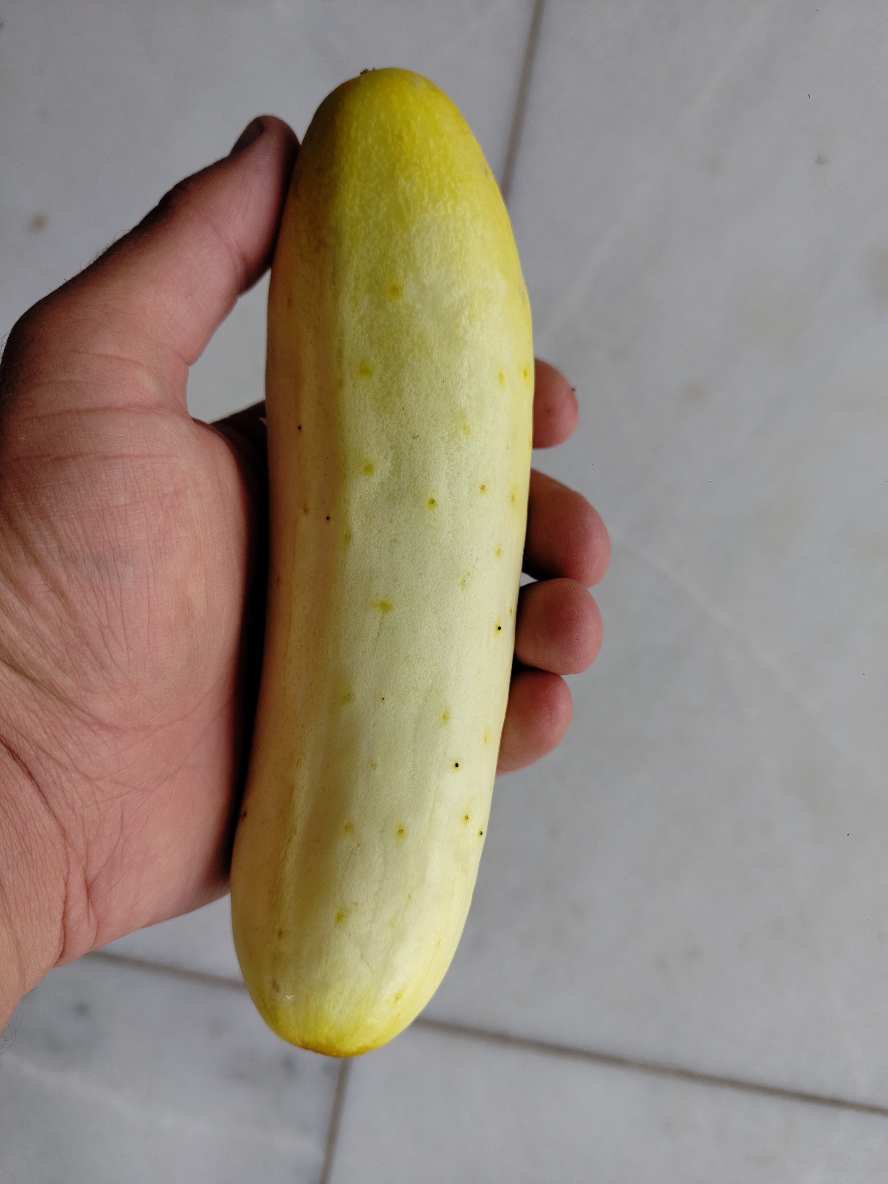 Concombre blanc ( doux, aucune amertume) unité