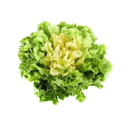 SALADE SCAROLE