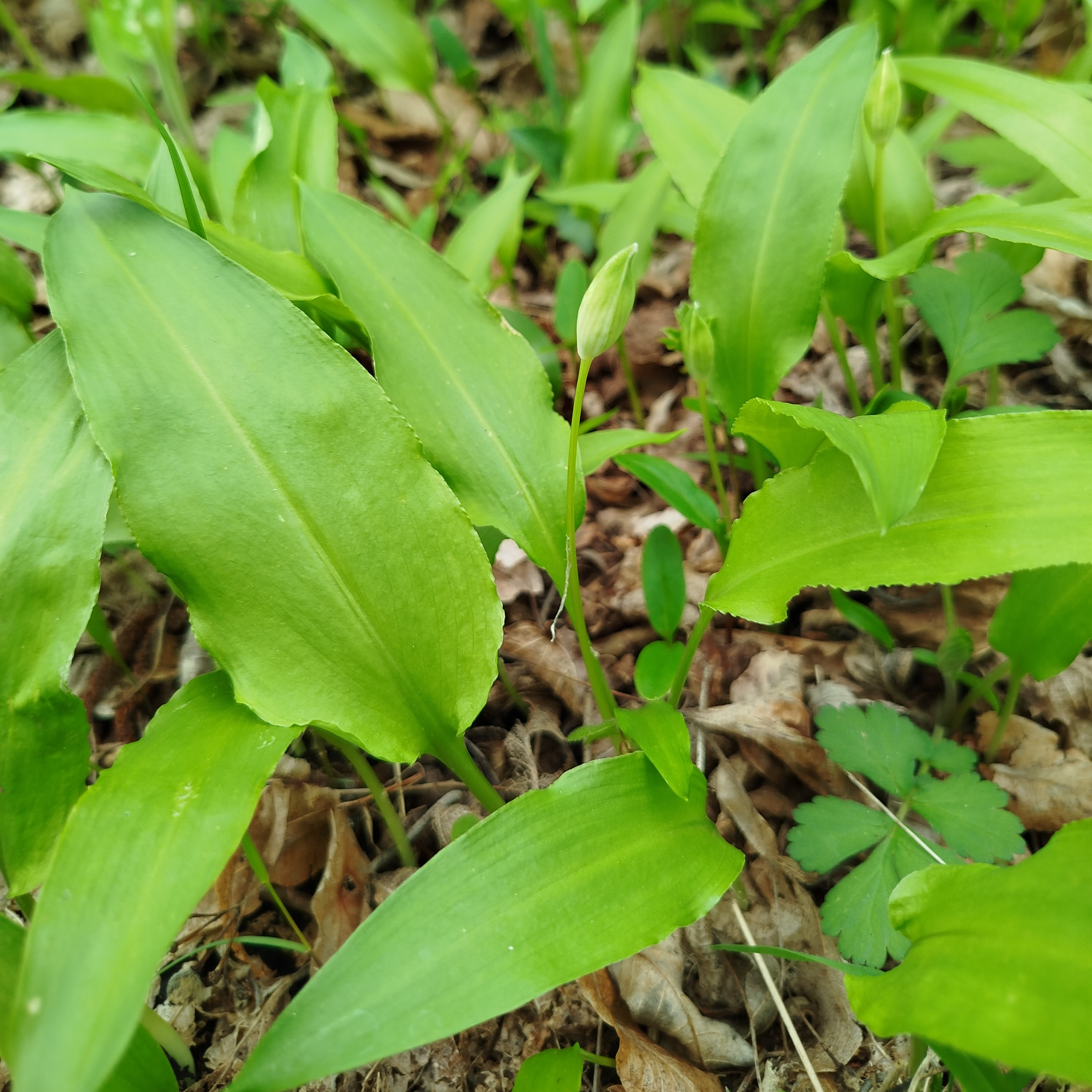Alcoolature Ail des Ours