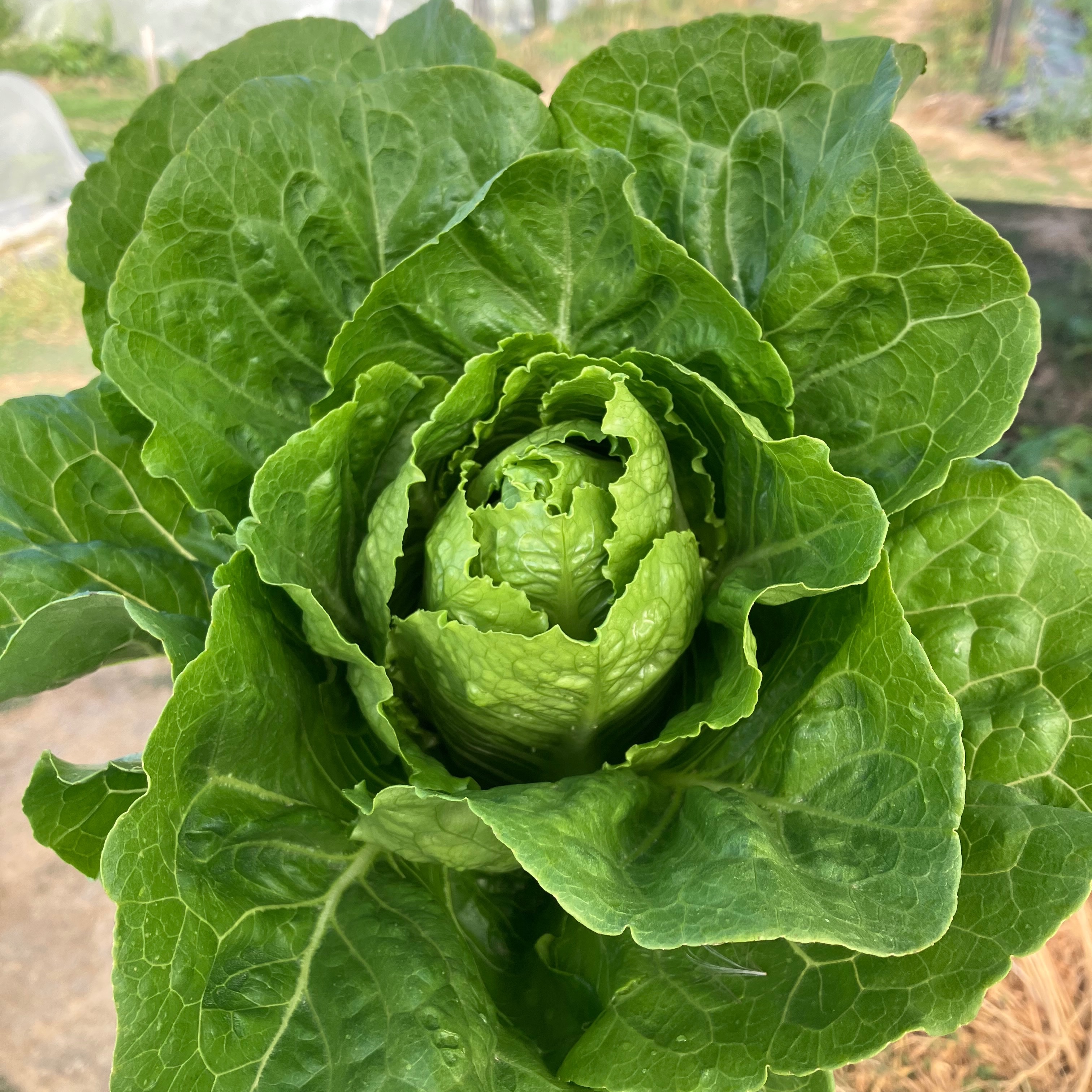 Salade Romaine