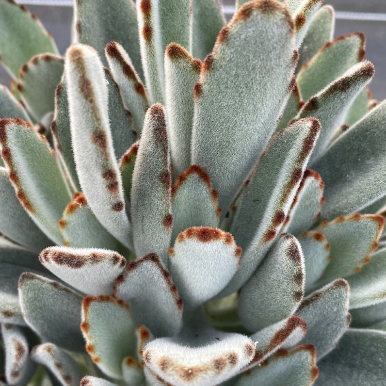 Kalanchoe tomenteux en pot 10,5 cm