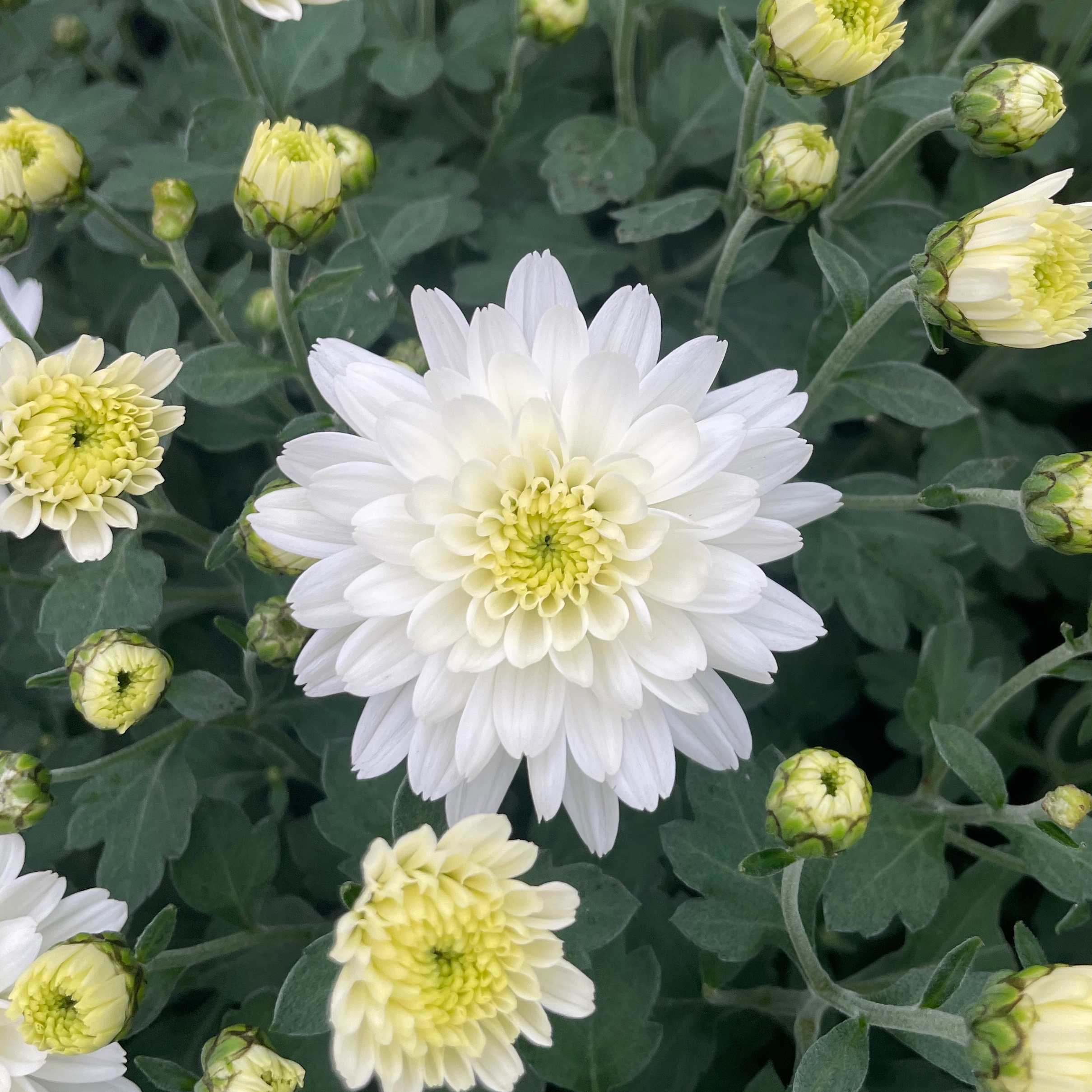Chrysanthème Oslo Blanc