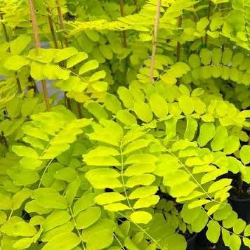 Robinia faux acacia - Robinia pseudoacacia "Frisia"