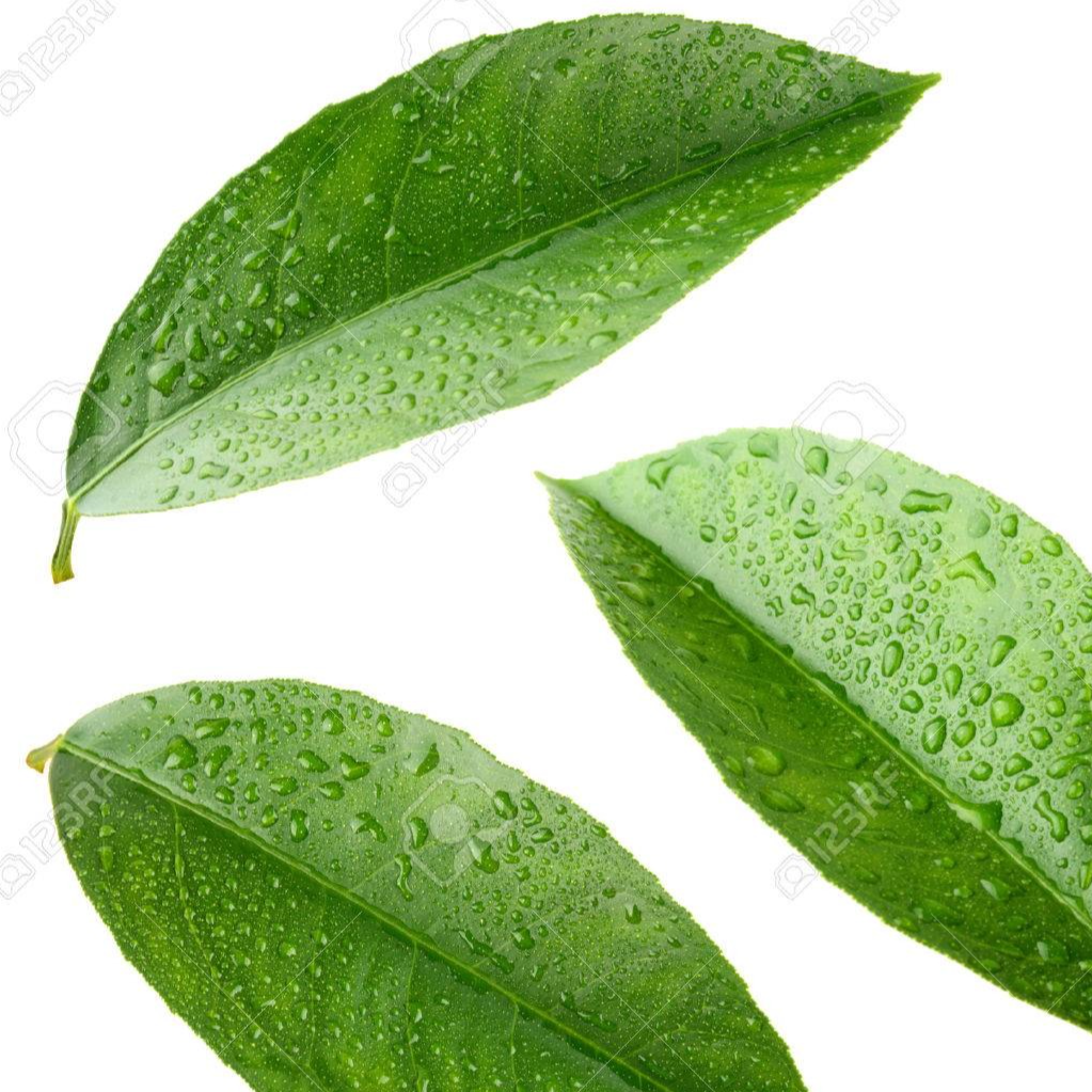 Feuilles de Citronniers (par 10)