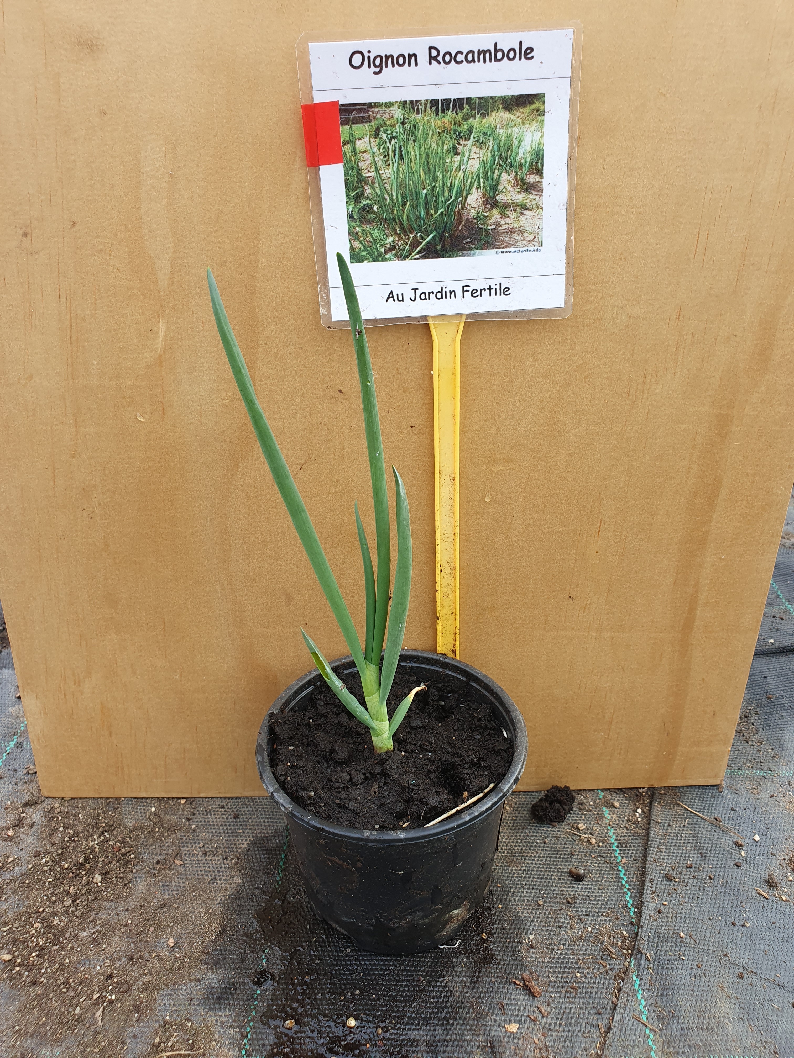 Plant Oignons Rocamboles