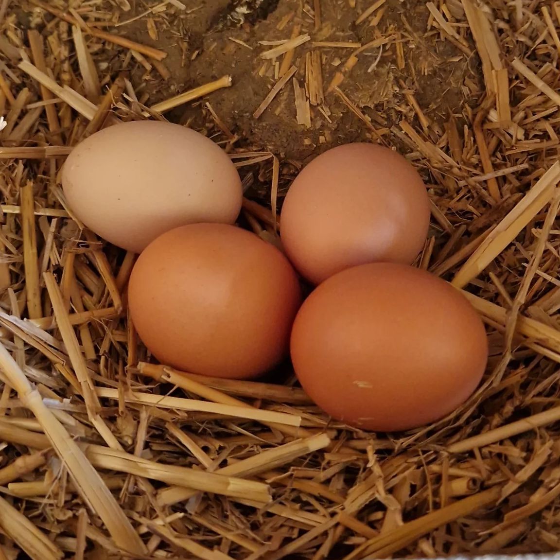 OEUFS x6