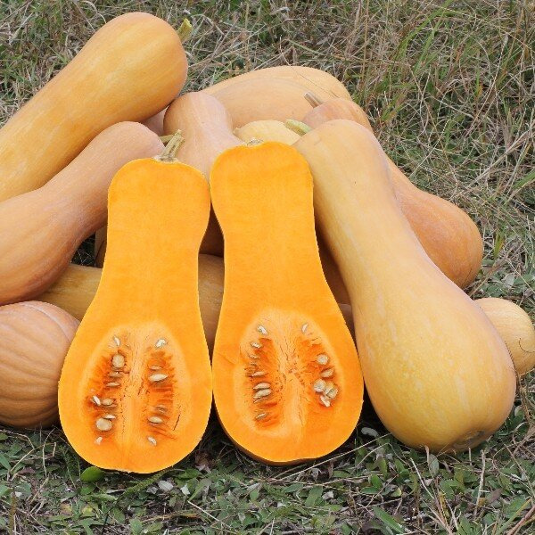 Butternut (pièce)