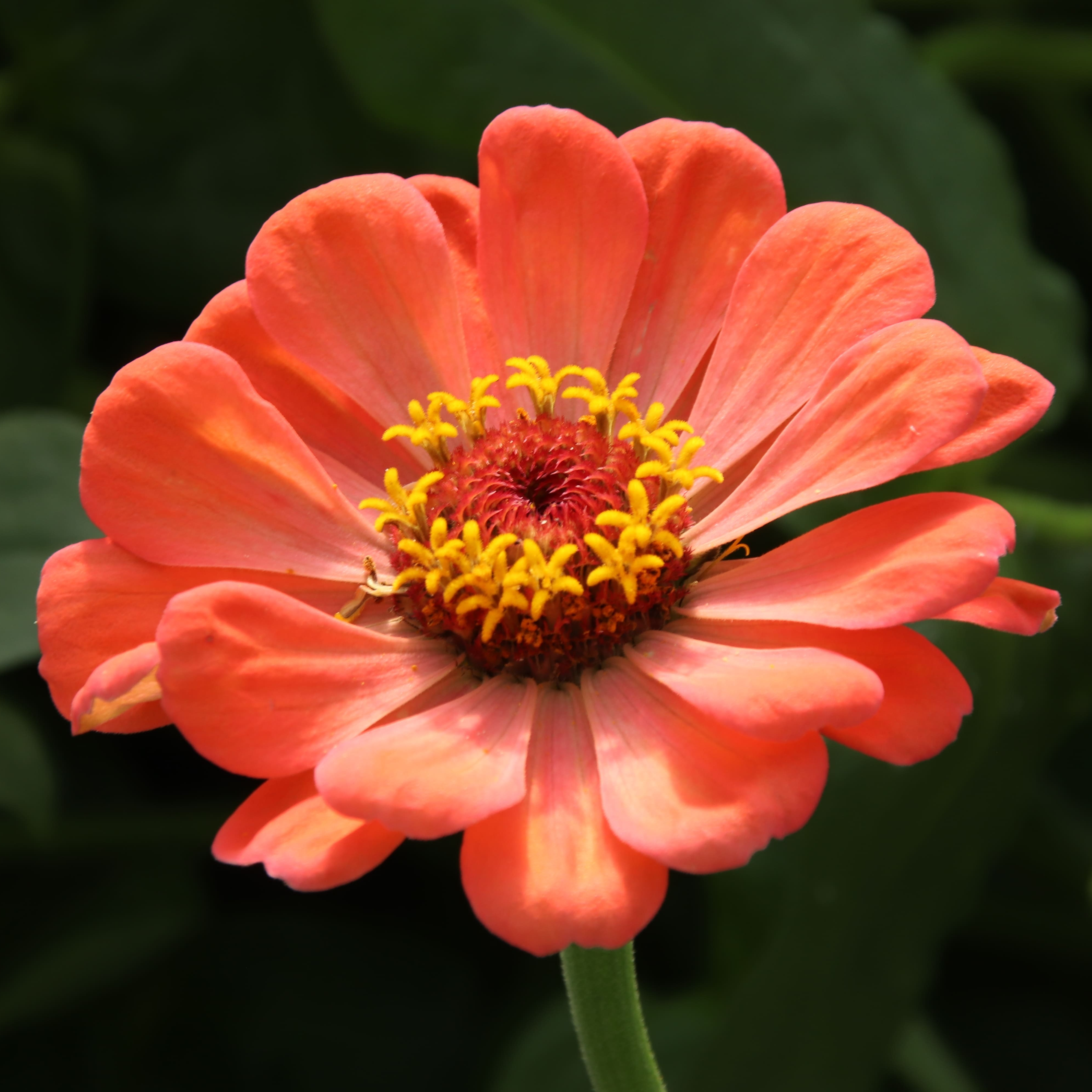 Zinnia