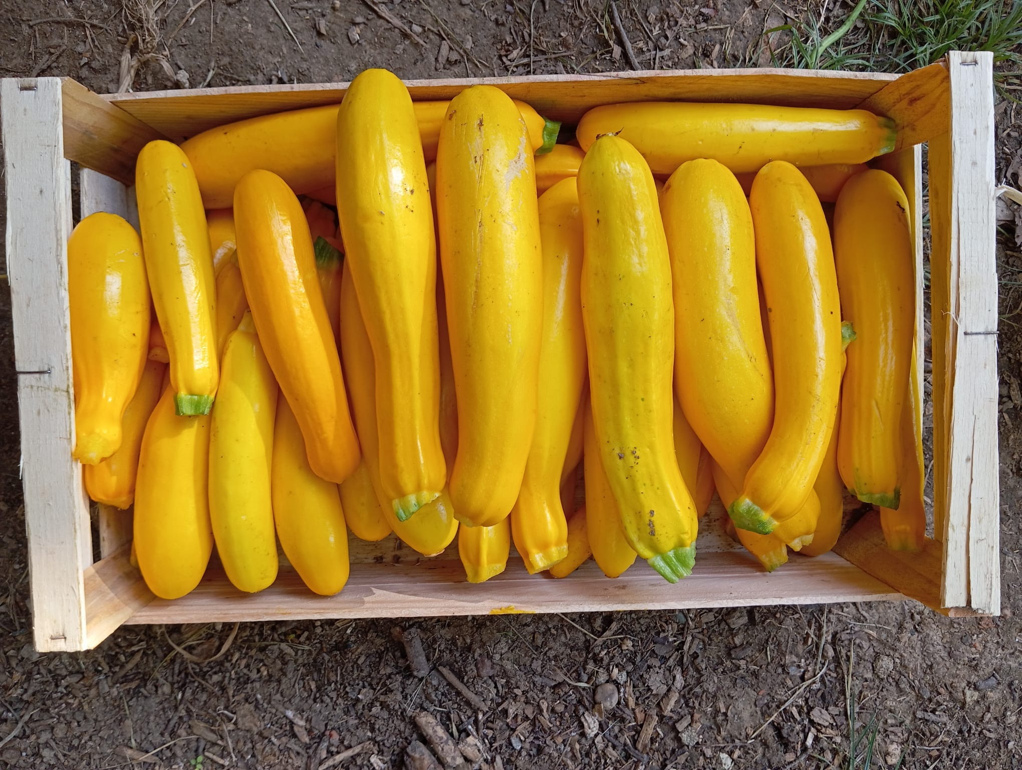 Courgette Longue AB