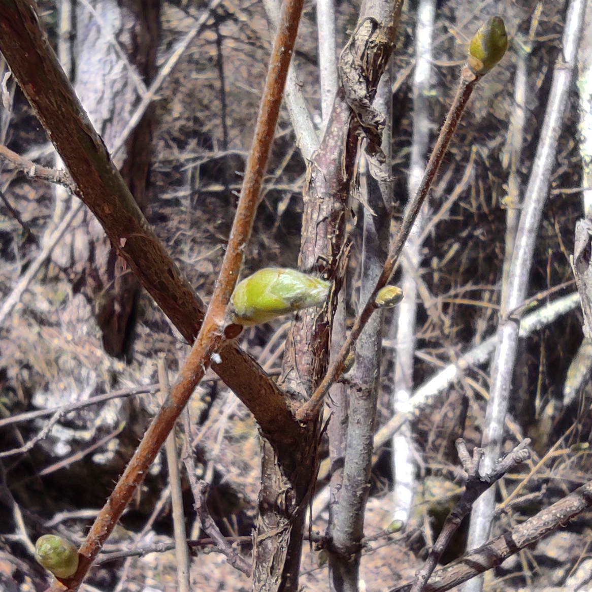 Gemmothérapie Noisetier - 30ml