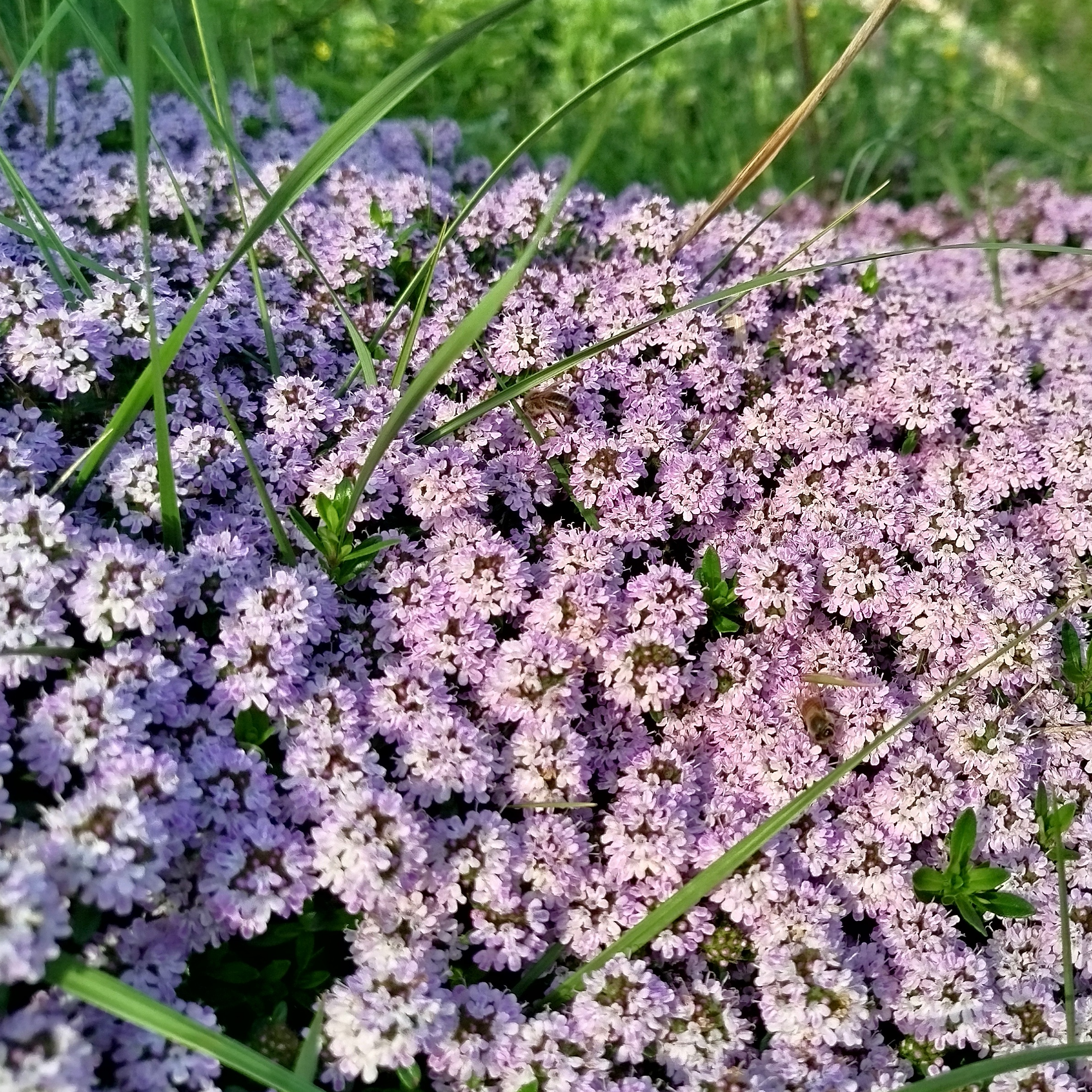 Thym luisant Pot 9cm