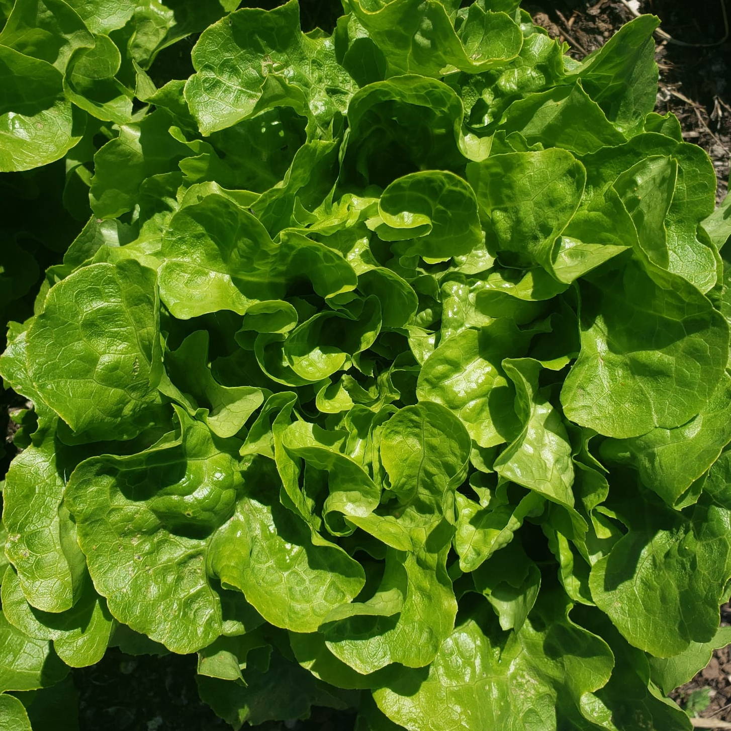 Laitue Feuille de chêne verte
