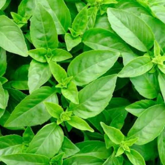 Basilic Marseillais