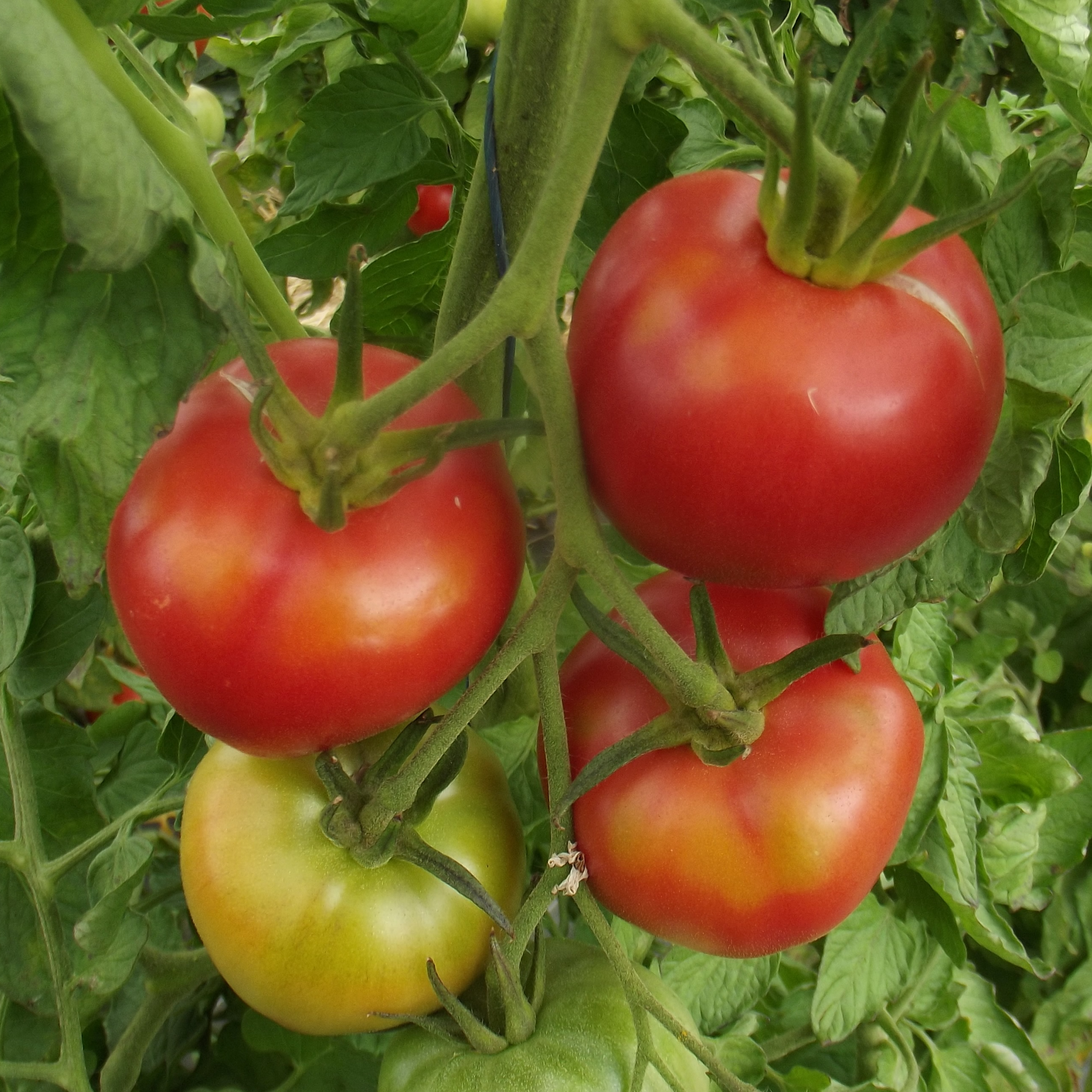 Tomates Rouge (1kg)