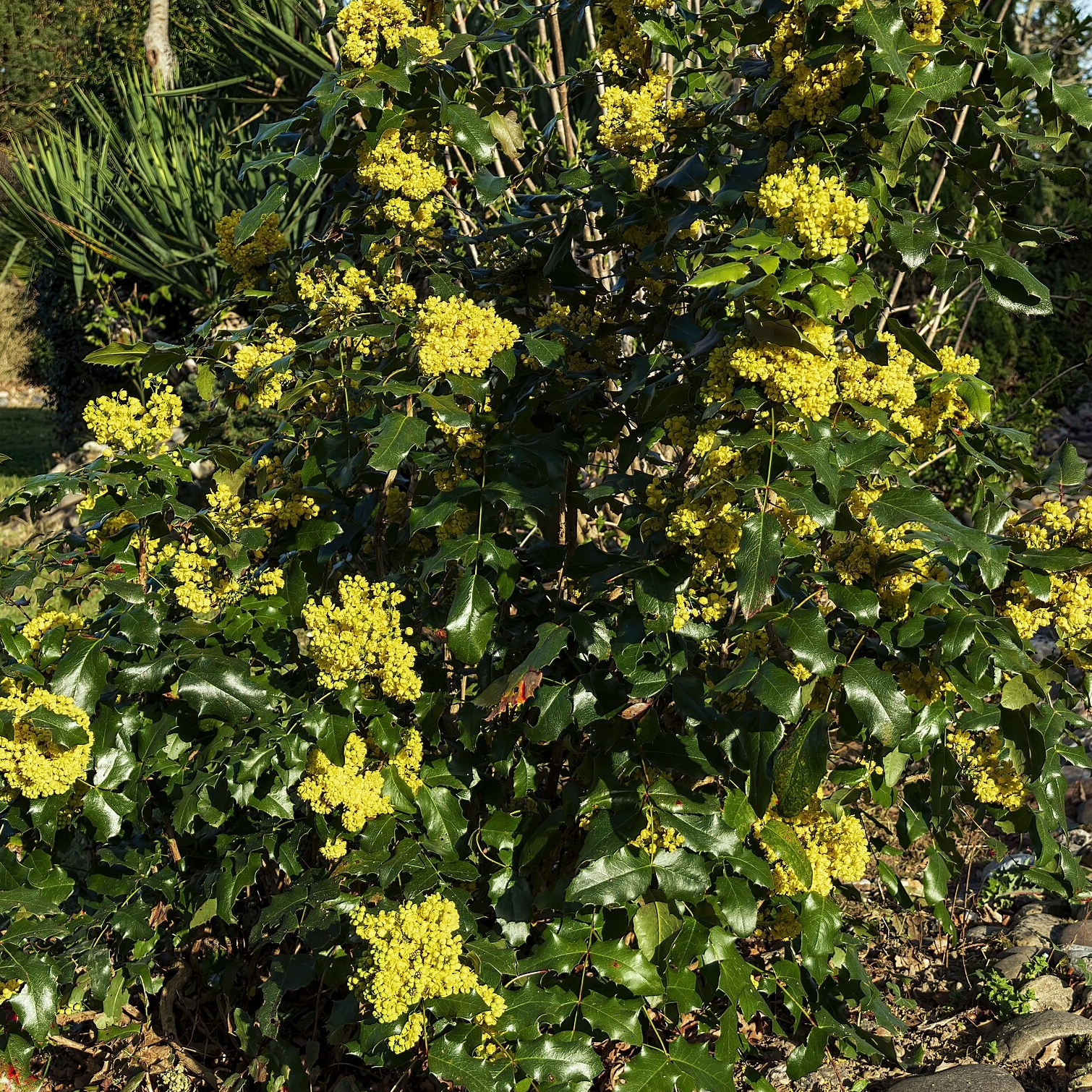 Mahonia à feuilles de houx Pot 5L